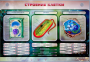 Стенды для кабинета биологии - «globural.ru» - Тобольск