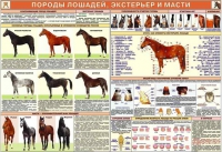 Комплект плакатов "Служебное коневодство" - «globural.ru» - Тобольск
