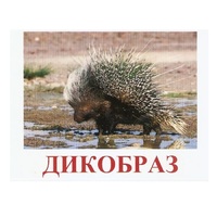 Карточки Домана "Дикие животные-3" - «globural.ru» - Тобольск