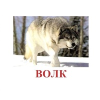 Карточки Домана "Дикие животные-1" - «globural.ru» - Тобольск