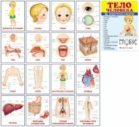 Раздаточные карточки "Тело человека" - «globural.ru» - Тобольск