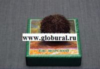 Сухой препарат "Еж морской" - «globural.ru» - Тобольск