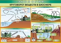Таблица Круговорот веществ в биосфере 1000*700 винил - «globural.ru» - Тобольск