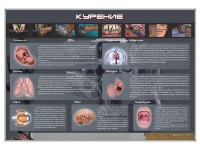 Стенд "Курение" (вариант 1) - «globural.ru» - Тобольск
