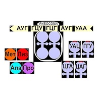 Модель-аппликация "Биосинтез белка" (ламинированная) - «globural.ru» - Тобольск