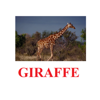 "Wild Animals-1" ("Дикие животные-1") английские карточки Домана - «globural.ru» - Тобольск