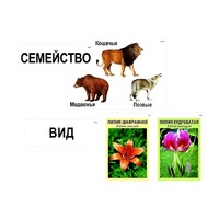 Модель-аппликация "Классификация растений и животных" (ламинированная) - «globural.ru» - Тобольск