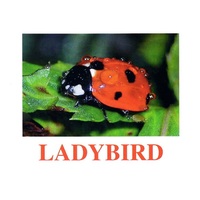 "Insects" ("Насекомые") английские карточки Домана - «globural.ru» - Тобольск
