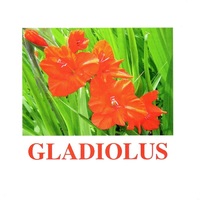 "Flowers-1" ("Цветы-1") английские карточки Домана - «globural.ru» - Тобольск