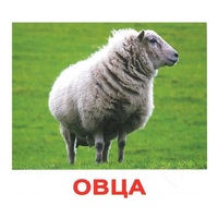 .Карточки Домана "Домашние животные" - «globural.ru» - Тобольск