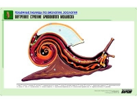 Рельефная таблица "Внутреннее строение брюхоногого моллюска" (формат А1, матовое ламинир.) - «globural.ru» - Тобольск