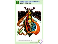 Рельефная таблица "Внутреннее строение жука" (формат А1, матовое ламинир.) - «globural.ru» - Тобольск