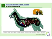 Рельефная таблица "Внутреннее строение собаки" (формат А1, матовое ламинир.) - «globural.ru» - Тобольск