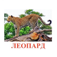 Карточки Домана "Дикие животные-2" - «globural.ru» - Тобольск