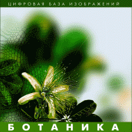 Ботаника. (Цифровая база изображений) - «globural.ru» - Тобольск