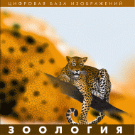 Зоология. (Цифровая база изображений) - «globural.ru» - Тобольск