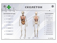 Электрифицированный стенд-тренажер "Скелетон" - «globural.ru» - Тобольск