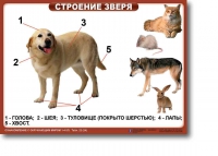 Ознакомление с окружающим миром. 1-4 класс. Комплект таблиц. Наглядные пособия для начальной школы, учебные пособия - «globural.ru» - Тобольск
