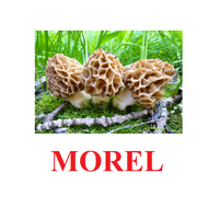 "Mushrooms" ("Грибы") английские карточки Домана - «globural.ru» - Тобольск