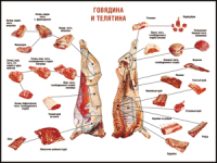 Правила разделки мясных туш "Говядина и телятина" 1000*1400 винил - «globural.ru» - Тобольск
