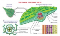 Плакаты и таблицы по биологии - «globural.ru» - Тобольск