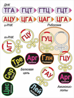 Модель-аппликация Биосинтез белка - «globural.ru» - Тобольск
