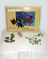 Гербарий Деревья и кустарники (20 видов) - «globural.ru» - Тобольск