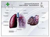 Стенд "Дыхательная система человека" - «globural.ru» - Тобольск