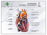 Стенд "Строение сердца человека" - «globural.ru» - Тобольск