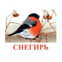Карточки Домана "Птицы-1" - «globural.ru» - Тобольск