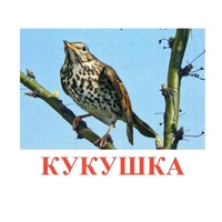 Карточки Домана "Птицы-3" - «globural.ru» - Тобольск