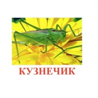 Карточки Домана "Насекомые" - «globural.ru» - Тобольск