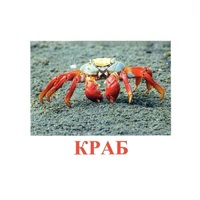 Карточки Домана "Подводный мир" - «globural.ru» - Тобольск
