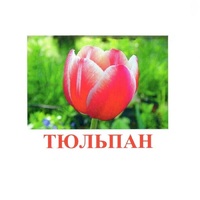 Карточки Домана "Цветы-1" - «globural.ru» - Тобольск