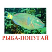 Карточки Домана "Рыбы" - «globural.ru» - Тобольск