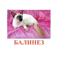 Карточки Домана "Породы кошек" - «globural.ru» - Тобольск