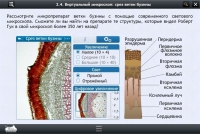 Интерактивные курсы. Биология 5 класс. Расширенный - «globural.ru» - Тобольск