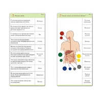 Комплект карточек (10) "Обучающий калейдоскоп. Человек" - «globural.ru» - Тобольск