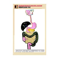 Рельефная таблица "Пищеварительный тракт" (формат А1, матовое ламинир.) - «globural.ru» - Тобольск