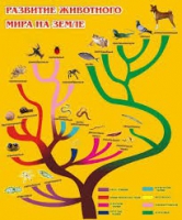 Стенд "Развитие животного мира на земле" - «globural.ru» - Тобольск