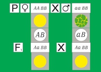 Модель-аппликация Дигибридное скрещивание. Законы Менделя. (набор из 84 карт) - «globural.ru» - Тобольск