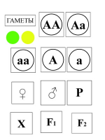 Модель-аппликация Моногибридное скрещивание и его цитологические основы - «globural.ru» - Тобольск