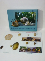 Коллекция "Раковины моллюсков" (вариант 2) - «globural.ru» - Тобольск