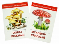 Раздаточные карточки "Грибы съедобные и не съедобные" - «globural.ru» - Тобольск