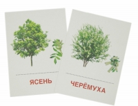Раздаточные карточки "Деревья и кустарники" - «globural.ru» - Тобольск