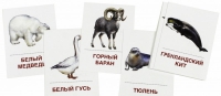 Раздаточные карточки "Животные холодных широт" - «globural.ru» - Тобольск