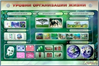Электрифицированный стенд "Уровни организации жизни" - «globural.ru» - Тобольск