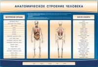 Электрифицированный стенд-тренажер c макетом скелета "Анатомическое строение человека" - «globural.ru» - Тобольск