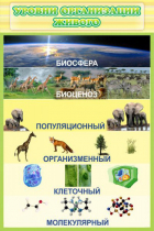 Стенд "Уровни организации живого" - «globural.ru» - Тобольск