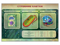 Электрифицированный стенд "Строение клетки" с маркерными полями - «globural.ru» - Тобольск